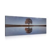 CANVAS PRINT STARRY SKY ABOVE A LONELY TREE - PICTURES OF NATURE AND LANDSCAPE - PICTURES