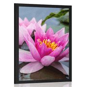 POSTER PINK LOTUS FLOWER - FLOWERS - POSTERS