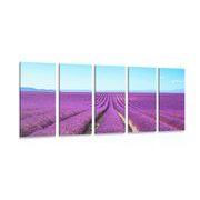 QUADRO IN 5 PARTI CAMPO DI LAVANDA INFINITO - QUADRI DI NATURA E PAESAGGIO - QUADRI