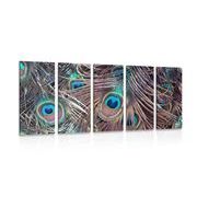 5-PIECE CANVAS PRINT PEACOCK FEATHER - STILL LIFE PICTURES - PICTURES