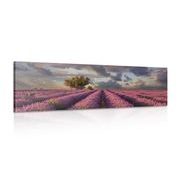 Picture landscape of lavender fields