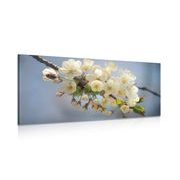 CANVAS PRINT BLOSSOMING CHERRY BRANCH - PICTURES FLOWERS - PICTURES