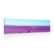 CANVAS PRINT ENDLESS LAVENDER FIELD - PICTURES OF NATURE AND LANDSCAPE - PICTURES