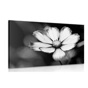 Canvas print garden cosmos flower in black and white