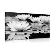 Kép lótusz virág fekete fehérben