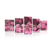 5-PIECE CANVAS PRINT DETAILED CHERRY BLOSSOMS - PICTURES FLOWERS - PICTURES