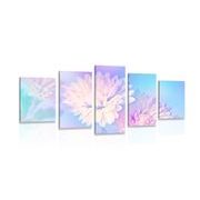 5-PIECE CANVAS PRINT CHRYSANTHEMUM FLOWER - PICTURES FLOWERS - PICTURES