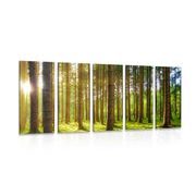 5-PIECE CANVAS PRINT MORNING IN THE FOREST - PICTURES OF NATURE AND LANDSCAPE - PICTURES