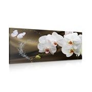 WANDBILD ORCHIDEE UND SCHMETTERLING - BILDER BLUMEN - BILDER