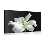 Obraz krásná bílá lilie na černém pozadí