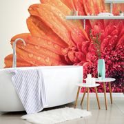 PAPIER PEINT GERBERA AVEC DES GOUTTES D'EAU - PAPIER PEINT FLEURS - PAPIER PEINT