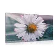 CANVAS PRINT BEAUTIFUL DAISY - PICTURES FLOWERS - PICTURES