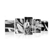 5-dílný obraz probuzení lilie v černobílém provedení