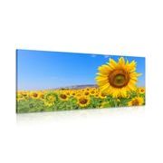 WANDBILD FELD MIT SONNENBLUMEN - BILDER BLUMEN - BILDER