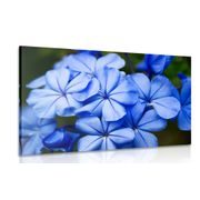 WANDBILD WILDE BLAUE BLUMEN - BILDER BLUMEN - BILDER