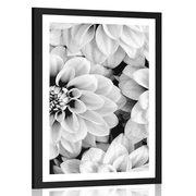 Poster mit Passepartout Blüten der Dahlie in Schwarz-Weiß