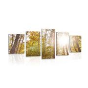 5-piece Canvas print forest in autumn colors