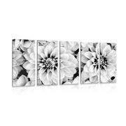 Tablou 5-piese flori de dalia în design alb-negru
