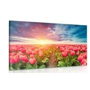 CANVAS PRINT SUNRISE OVER A MEADOW WITH TULIPS - PICTURES FLOWERS - PICTURES