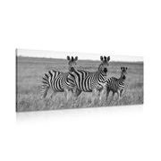 Canvas print three zebras in the savannah in black and white