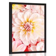 POSTER PASTEL DAHLIA FLOWERS - FLOWERS - POSTERS