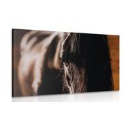 TABLEAU SUR TOILE – CHEVAL MAJESTUEUX - IMAGES D'ANIMAUX - TABLEAUX