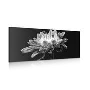 CANVAS PRINT DAISY IN BLACK AND WHITE - BLACK AND WHITE PICTURES - PICTURES