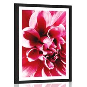 POSTER MIT PASSEPARTOUT ROSA BLUME - BLUMEN - POSTER