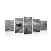 5 részes kép levandula mező fekete fehérben