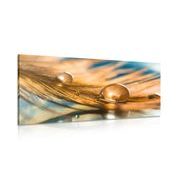 Canvas print drop of water on a golden feather