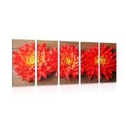 5 part picture flowers red dalia