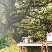 WALL MURAL FOREST COVERED WITH MOSS - WALLPAPERS NATURE - WALLPAPERS