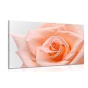 CANVAS PRINT ROSE IN A PEACH SHADE - PICTURES FLOWERS - PICTURES