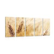 5 part picture of a wheat field