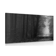 Slika put u šumi u crno-bijelom dizajnu