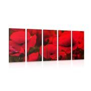 5-PIECE CANVAS PRINT FIELD OF WILD POPPIES - PICTURES FLOWERS - PICTURES