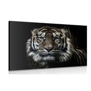 CANVAS PRINT TIGER - PICTURES OF ANIMALS - PICTURES