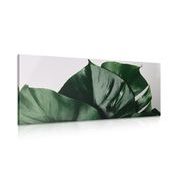 WANDBILD MONSTERA-BLATT - STILLLEBEN-BILDER - BILDER