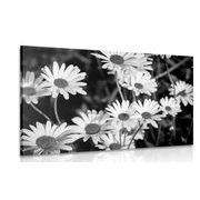 CANVAS PRINT DAISIES IN A GARDEN IN BLACK AND WHITE - BLACK AND WHITE PICTURES - PICTURES