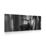 CANVAS PRINT DEER IN THE FOREST IN BLACK AND WHITE - BLACK AND WHITE PICTURES - PICTURES