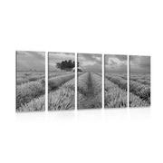 5 part picture lavender field in black & white