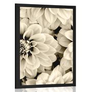 POSTER – FIORI DI DALIA IN SEPPIA - NERO E BIANCO - POSTER