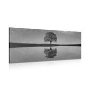 CANVAS PRINT STARRY SKY ABOVE A LONELY TREE IN BLACK AND WHITE - BLACK AND WHITE PICTURES - PICTURES