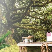 CARTA DA PARATI AUTOADESIVA – ALBERI COPERTI DI MUSCHIO - CARTA DA PARATI AUTOADESIVE - CARTA DA PARATI