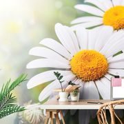 SELF ADHESIVE WALL MURAL DAISY FLOWERS - SELF-ADHESIVE WALLPAPERS - WALLPAPERS