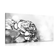 Canvas print beautiful carnation flowers in black and white