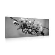 Picture of a blossoming branch of cherries in black & white