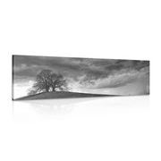 CANVAS PRINT BLACK AND WHITE LONELY TREES - BLACK AND WHITE PICTURES - PICTURES