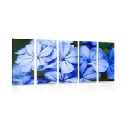 5-dílný obraz divoké modré květy