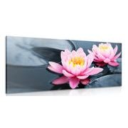 Canvas print lotus flower in a lake